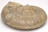 Fossil Ammonite (Euhoploceras) - Somerset, England #206471-2